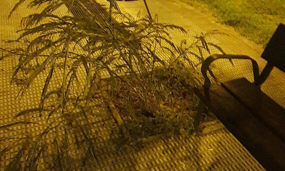 Un árbol plantado junto al Hospital San Pedro ocupa la acera con sus ramas y genera críticas al Ayuntamiento de Logroño
