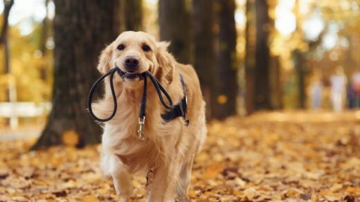Madrid fija los horarios en los que tu perro puede ir sin correa por los parques sin que te pongan una multa