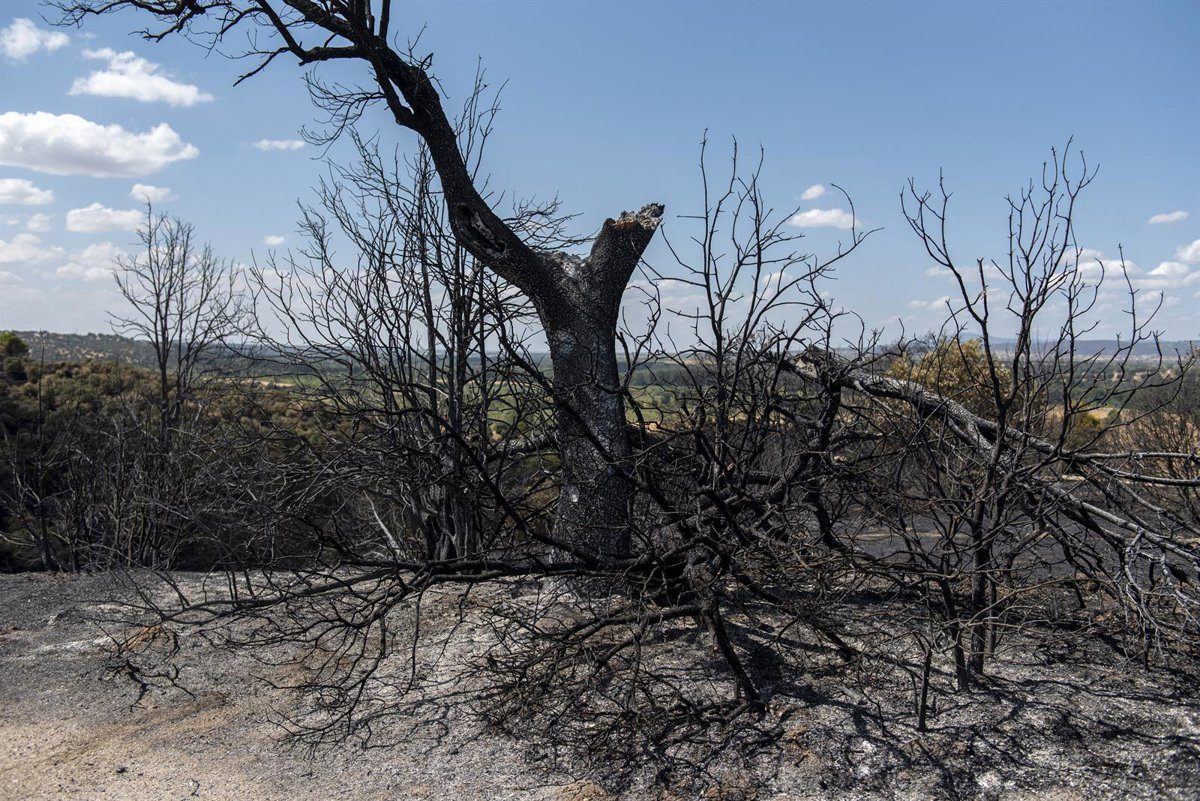 Madrid inyecta 14 millones en autónomos y pymes de la Sierra Oeste para salvar la economía local tras el incendio