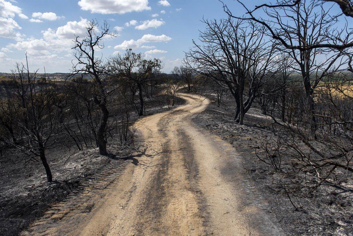 Doce montes de la Sierra Oeste de Madrid cierran al público por el peligro de árboles quemados tras el incendio de agosto