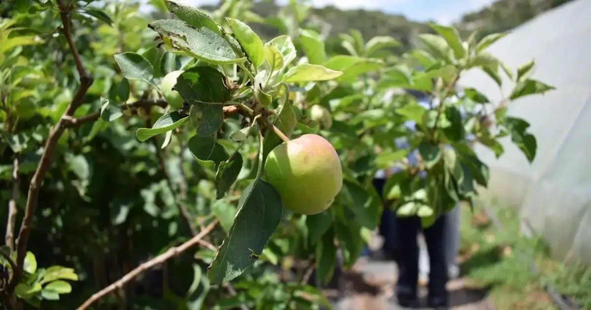 El Consell de Menorca destina 20.000 euros para salvar las variedades de frutales autóctonos de la isla