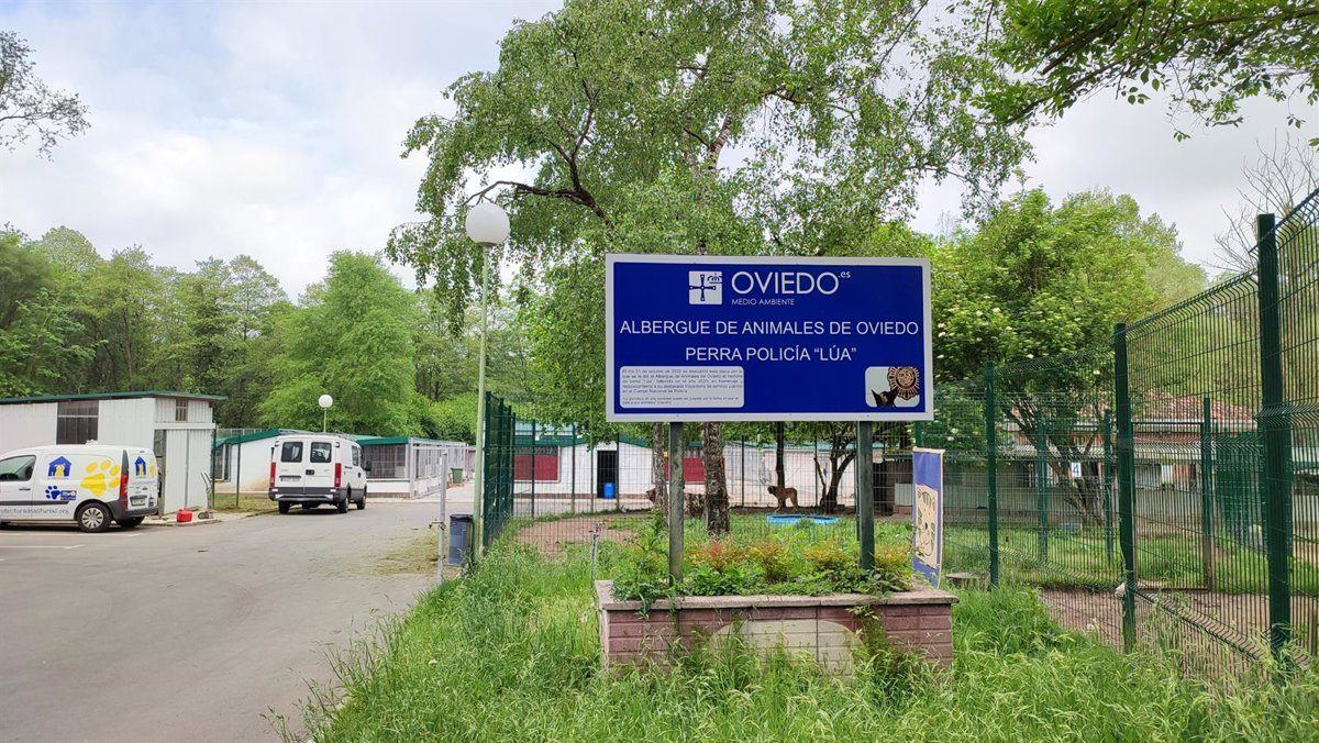 Oviedo declara desierto el concurso del albergue animal tras vetar a la única empresa licitadora