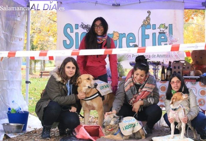 Setenta perros buscan techo en Salamanca: la protectora Siempre Fiel tiene menos de un mes para salvar su refugio
