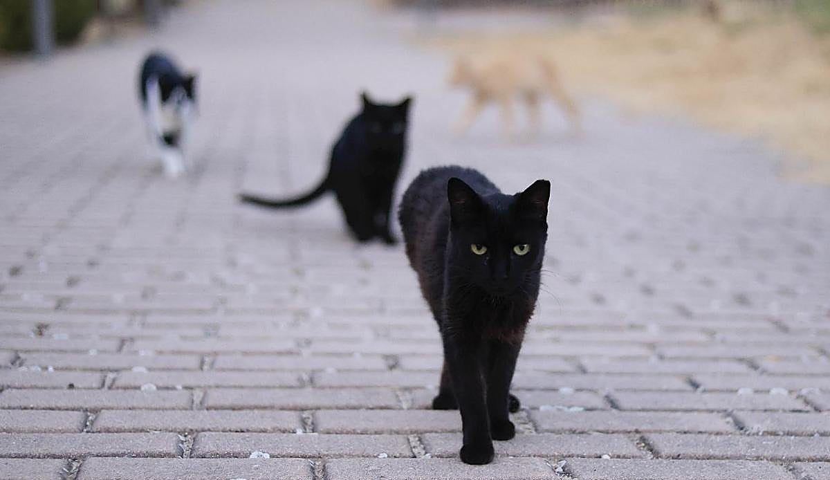 Las colonias de gatos se multiplican en Salamanca mientras el Ayuntamiento lucha por frenar los nuevos nacimientos