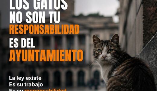 Salamanca toma la calle este domingo para obligar a los ayuntamientos a hacerse cargo de los gatos comunitarios
