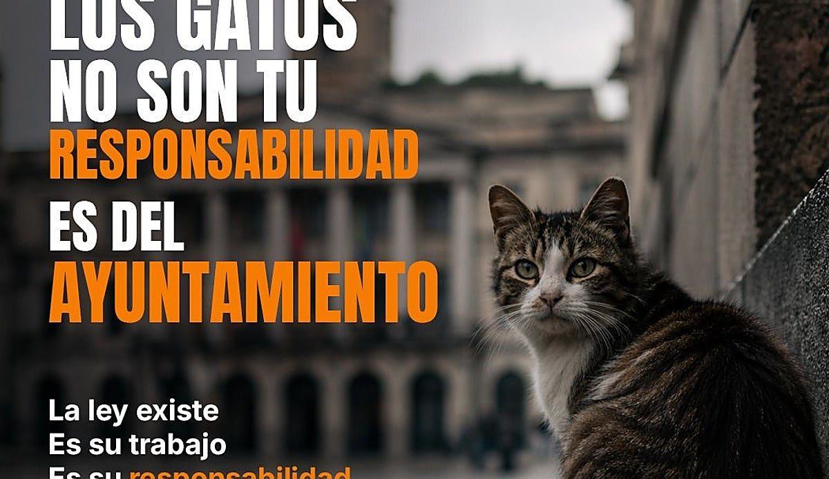 Salamanca toma la calle este domingo para obligar a los ayuntamientos a hacerse cargo de los gatos comunitarios