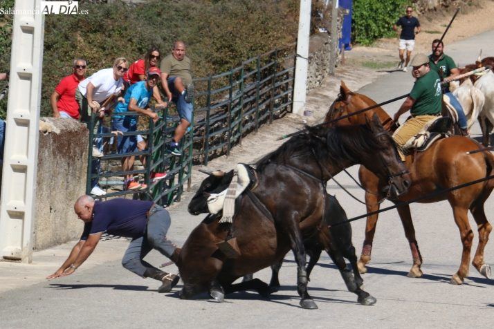 Un novillo de Valrubio derriba a un caballista en el accidentado primer encierro de las fiestas de Barruecopardo