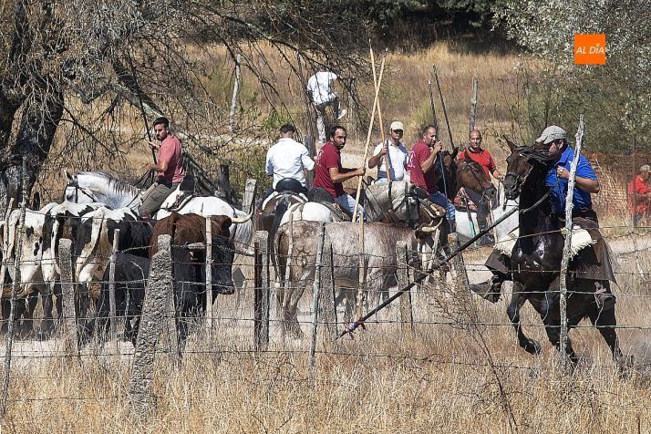 Un novillo rebelde y más de hora y media de espera marcan el encierro a caballo de las fiestas de Espeja