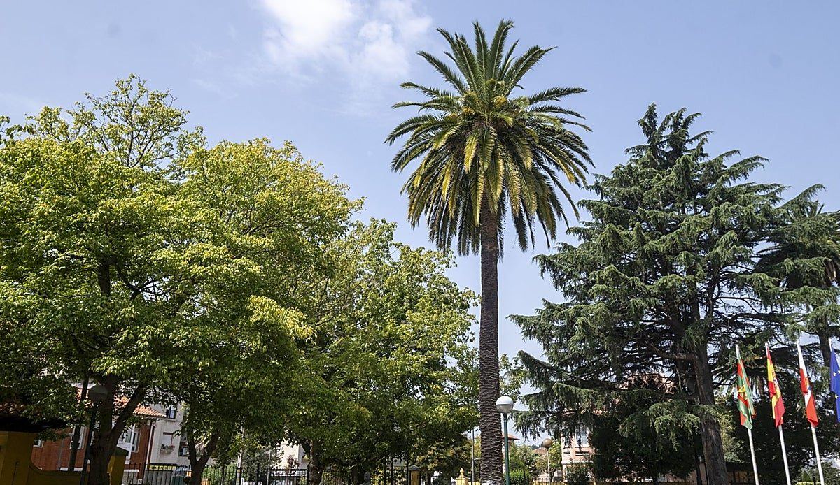 Torrelavega planta cara al picudo rojo y lucha por salvar las 42 palmeras que aún quedan en pie