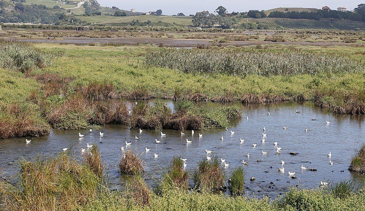 Un mes sin respuestas: la misteriosa muerte de aves en la ría de San Martín enciende las alarmas conservacionistas
