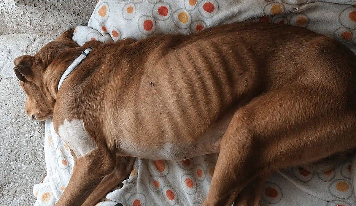 La Guardia Civil investiga a dos personas por abandonar y agredir a perros en municipios de Cantabria