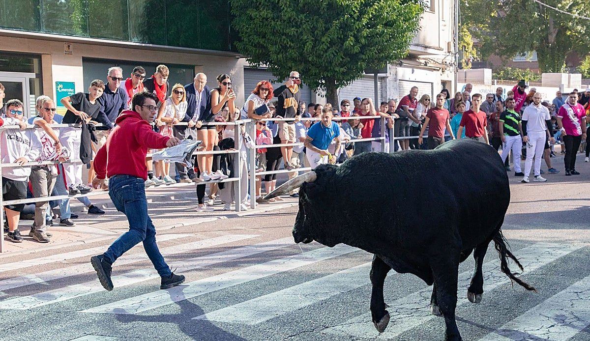 Un toro solitario llega hasta un supermercado de Cuéllar en el encierro más peligroso de las fiestas