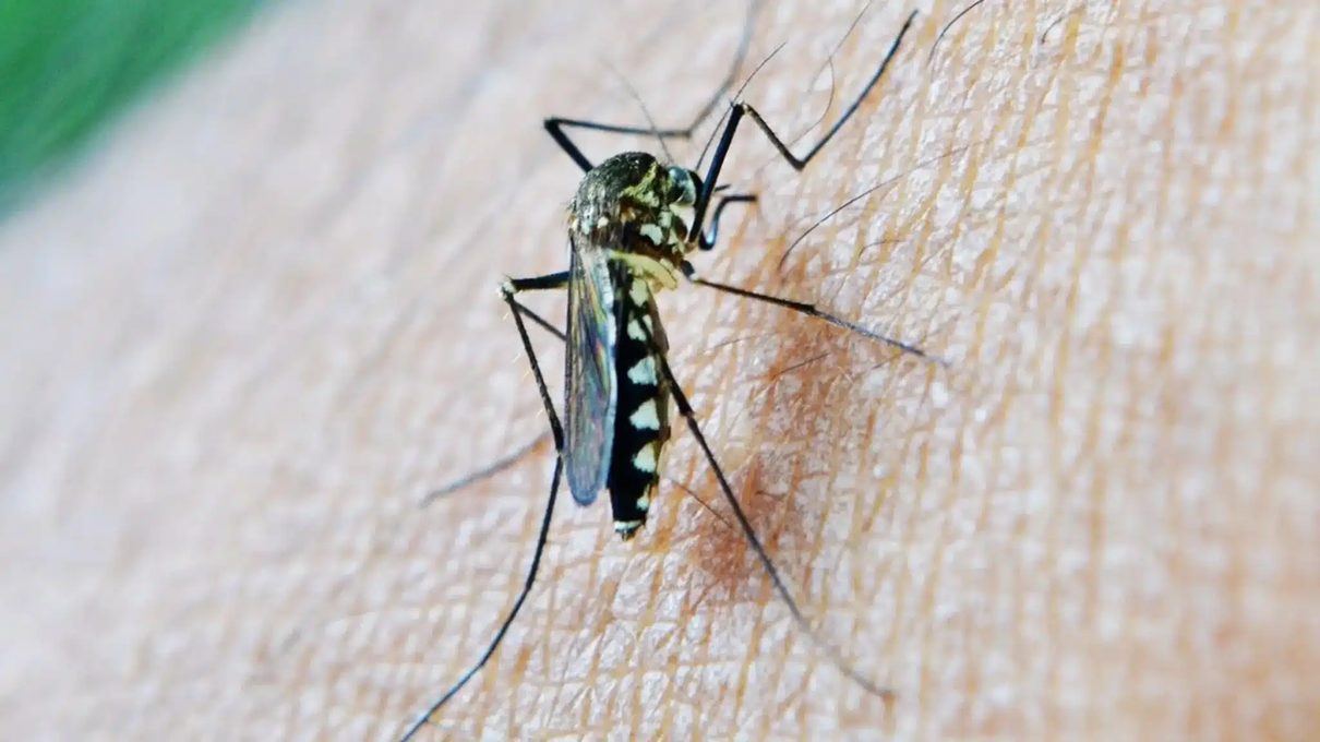 La Junta declara en alerta a La Luisiana y Las Navas de la Concepción tras detectar el virus del Nilo en mosquitos de ambos m