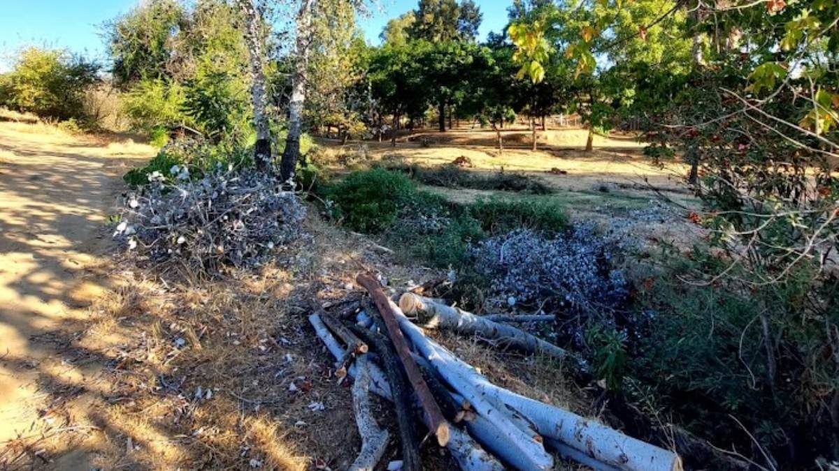 Vecinos y ecologistas, consternados por la tala masiva del bosque de ribera del arroyo de La Muela en El Viso del Alcor