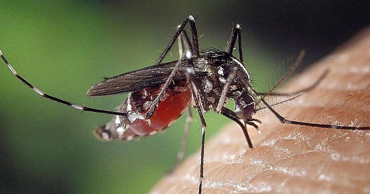 Coria del Río suma su séptimo caso de virus del Nilo y la alerta se extiende a dos nuevos municipios sevillanos