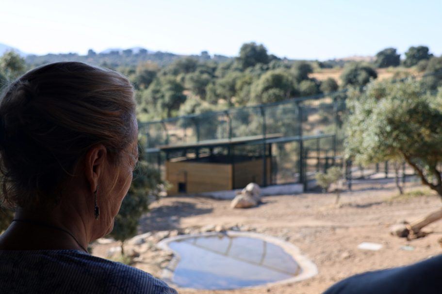 Toledo tendrá lince ibérico este otoño: la finca El Borril prepara su hábitat más especial para educar a los más jóvenes
