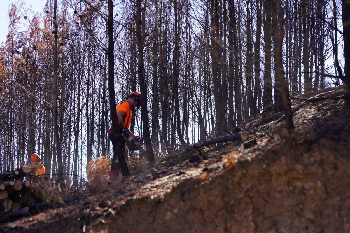 La Generalitat destina 684.000 euros para devolver la vida a la Serra Calderona casi un mes después del devastador incendio