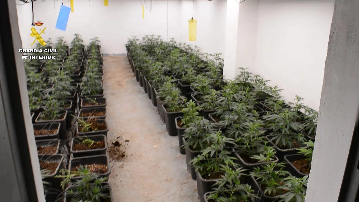 Un enganche ilegal a la luz delata una plantación de cannabis con 144 plantas oculta en un domicilio de Oliva