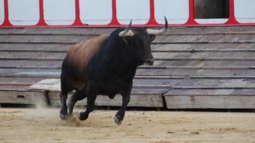 Tordesillas se prepara para vivir su gran día: 'Campanito' protagonizará el Toro de la Vega ante 40.000 espectadores
