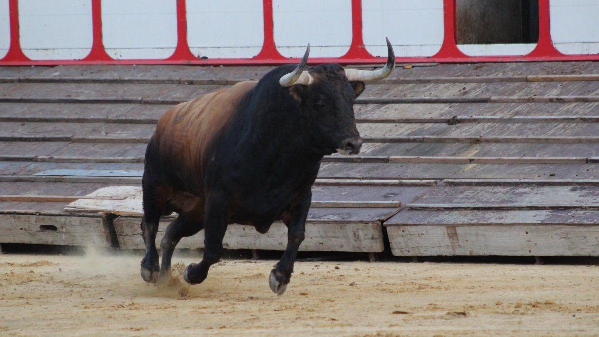 Tordesillas se prepara para vivir su gran día: 'Campanito' protagonizará el Toro de la Vega ante 40.000 espectadores