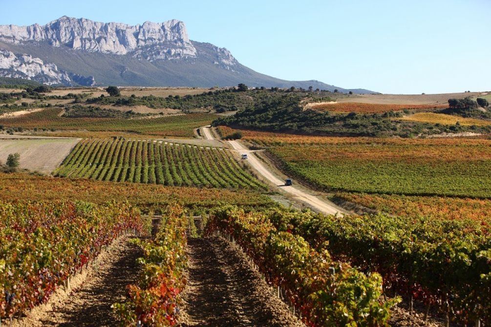 El calor dispara la vendimia más adelantada de la historia en Rioja Alavesa: cuarenta millones de kilos ya están en las bodeg