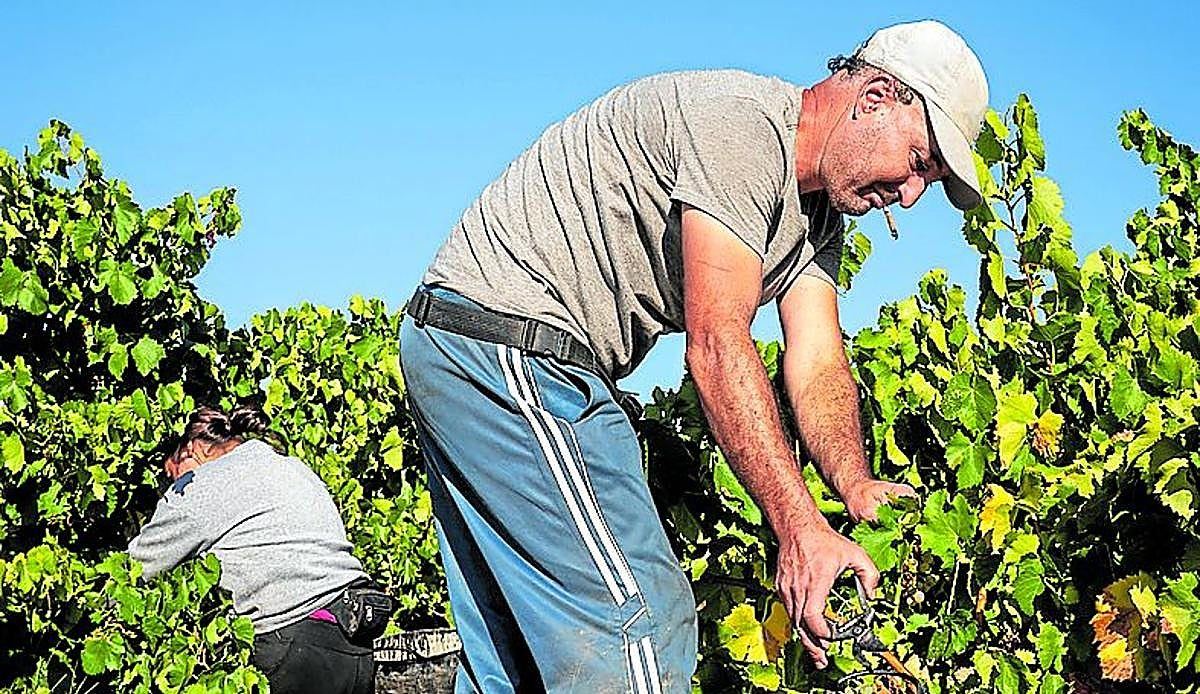 La vendimia de Rioja Alavesa se queda sin brazos: el calor, la vivienda y el relevo generacional asfixian a los bodegueros