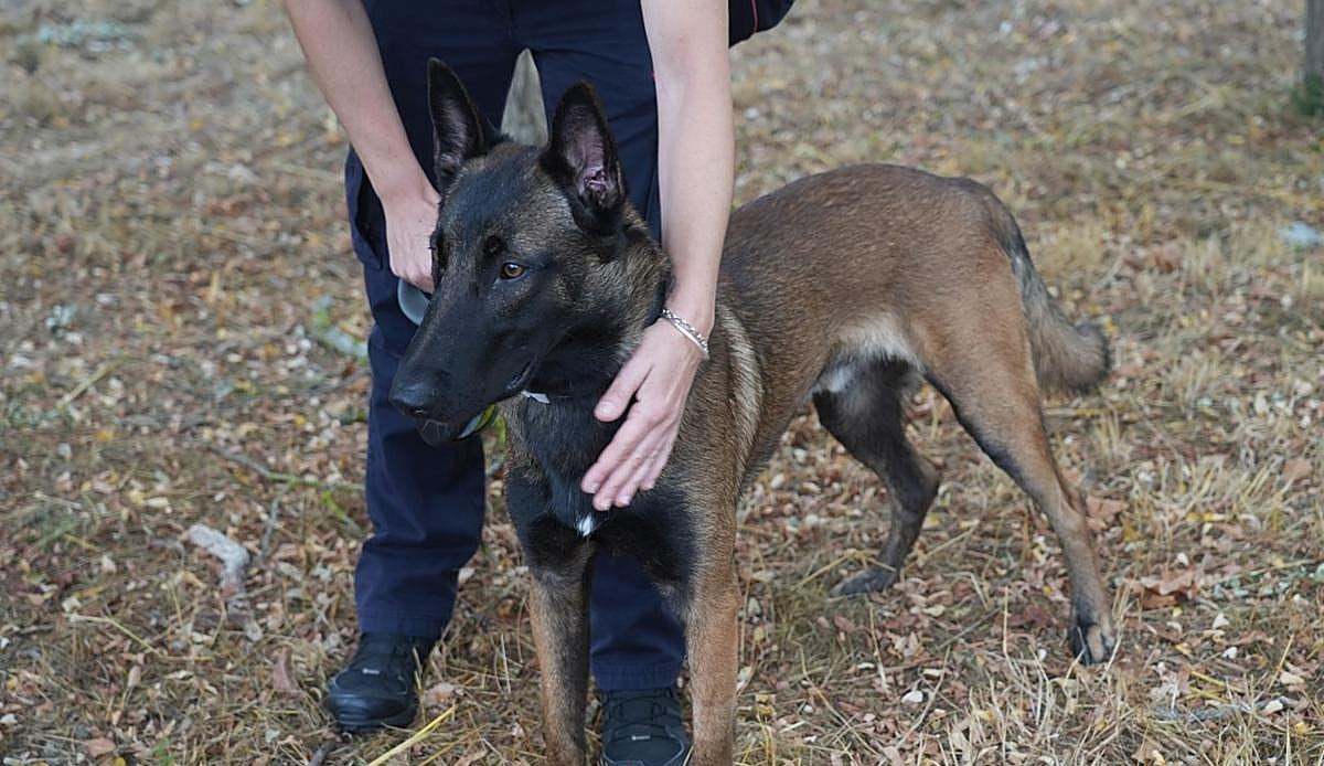De la perrera al servicio activo: el cachorro maltratado en Vitoria que será agente de la Ertzaintza