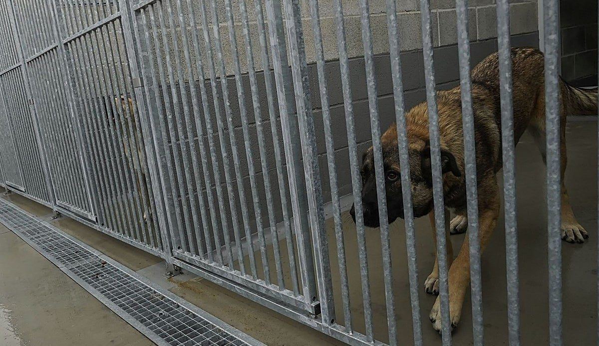 Vitoria multiplica por 33 las multas por maltrato animal: hasta 100.000 euros para quien cause la muerte de una mascota