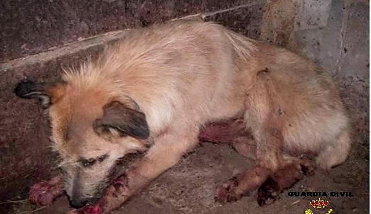 Elkarrekin planta cara a la nueva ordenanza animal de Vitoria con 98 enmiendas y multas de hasta 200.000 euros