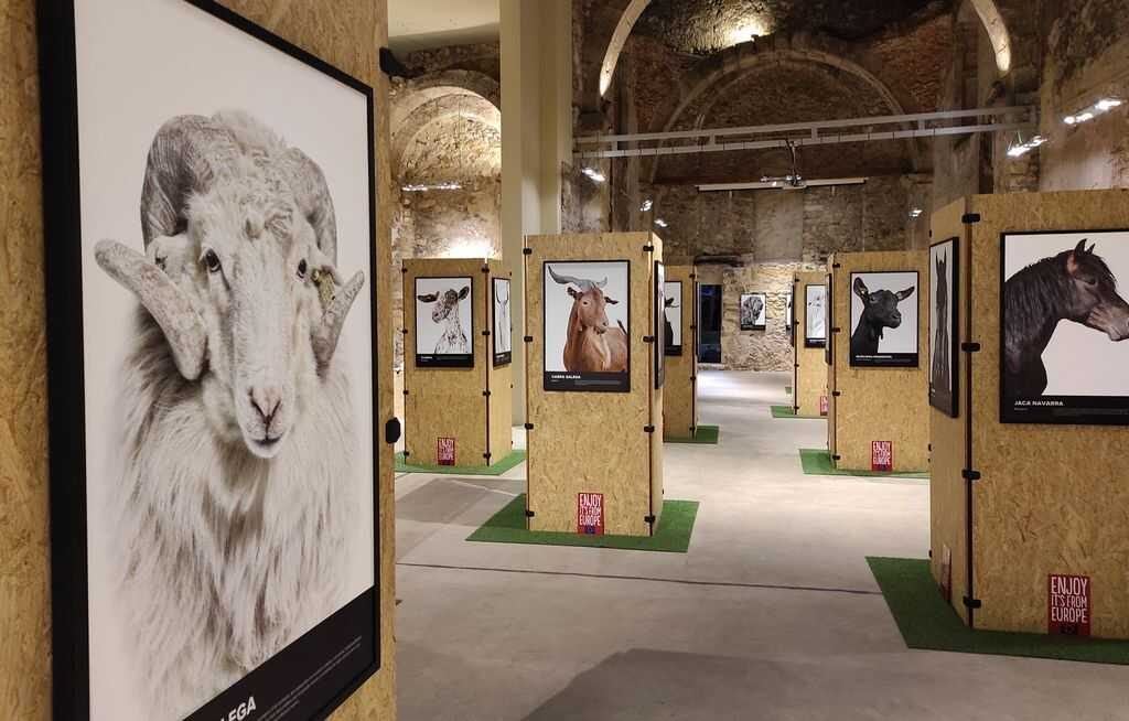 Zamora rinde homenaje a las ovejas y pastores con una exposición fotográfica gratuita en la Trasera de la Catedral