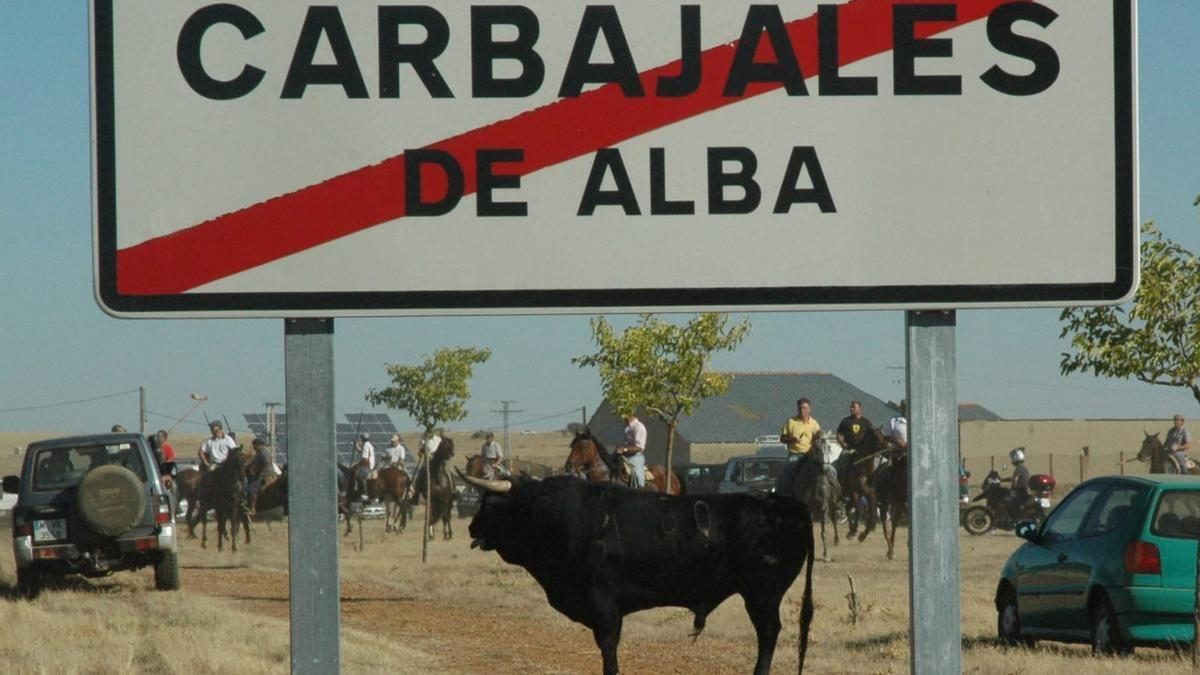 Carbajales de Alba revive su más antigua tradición ganadera con siete toros y doce bueyes en los míticos Espantos