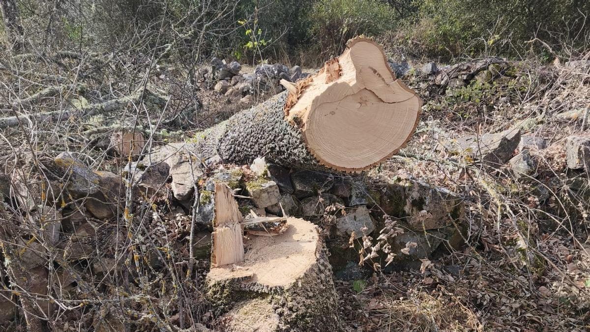 Vecinos de Ferreras de Abajo alertan por la desaparición de árboles centenarios en el municipio zamorano