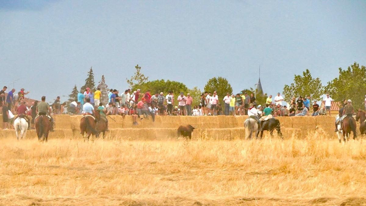 Un toro derriba a un espectador desde las pacas de paja durante el espanto de Carbajales de Alba