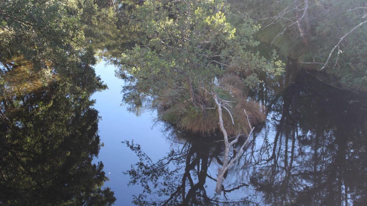 Meses de espera y sin solución: el tronco que lleva medio año atascado en el río Tera desespera a los vecinos de El Puente de